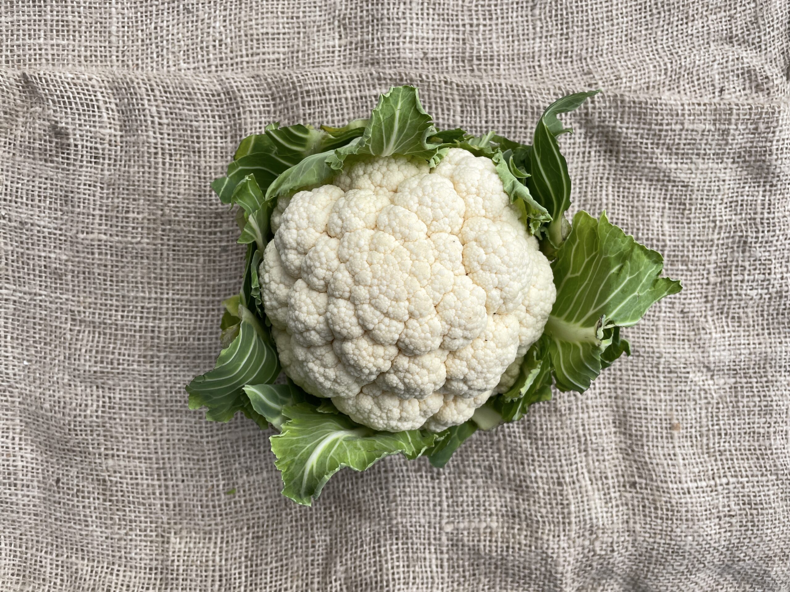 Bloemkool, Bakker Bio