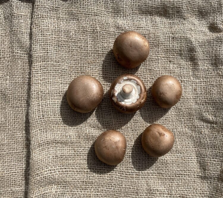 Kastanjechampignons