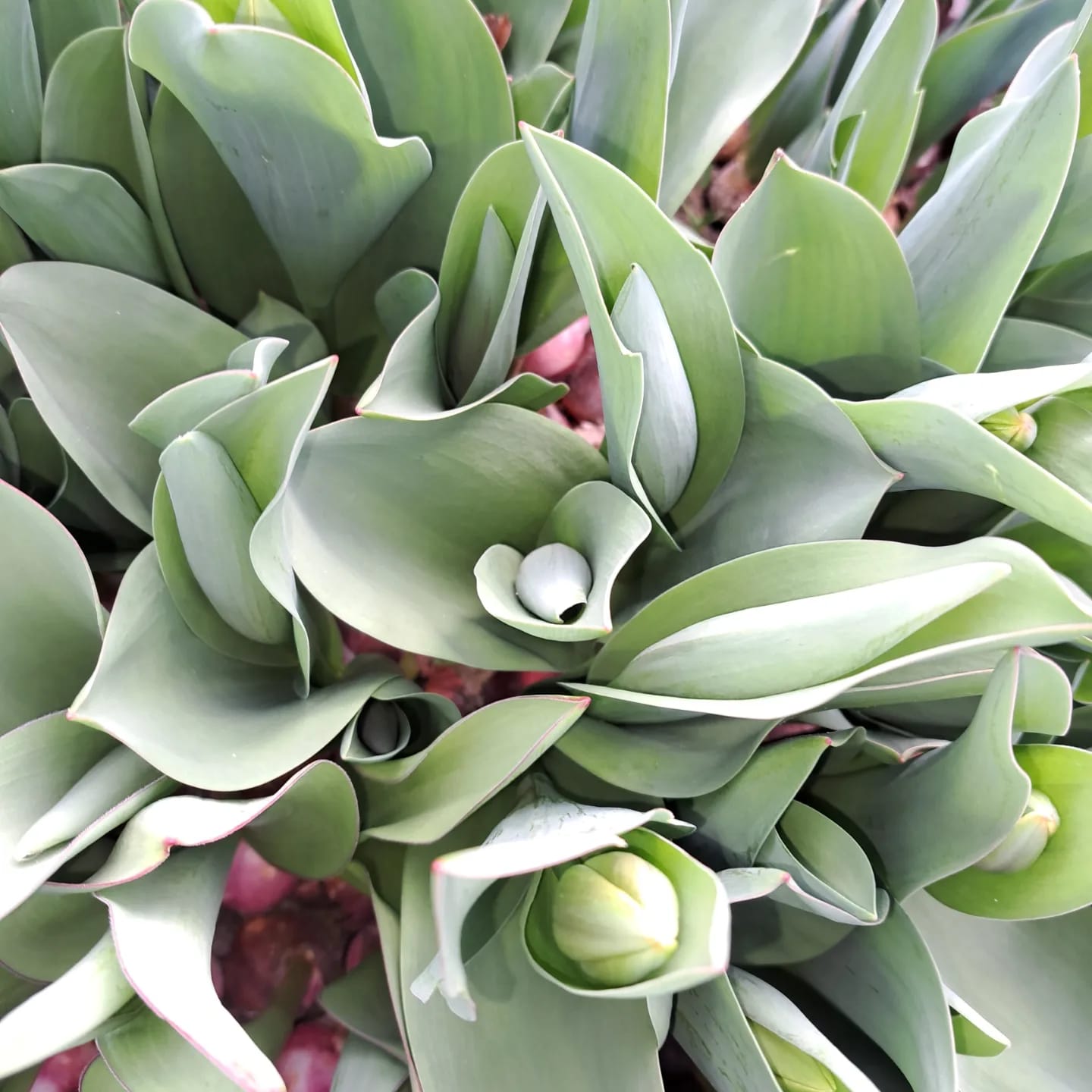 Tulpen met bol, Bloemenparadyske