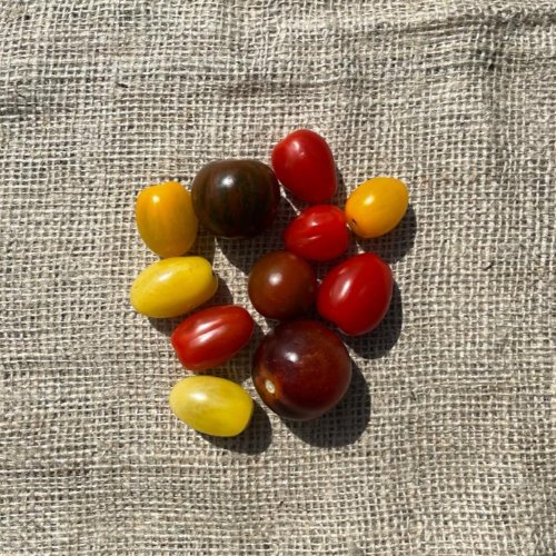 Tomaatjes, gekleurde cherrymix