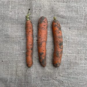 Wortels, Mts. Timpelsteed