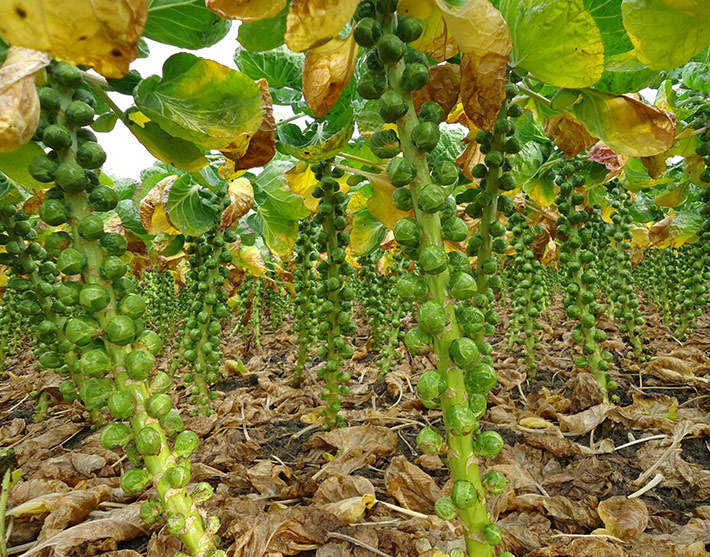 Spruiten, Bruinsma Bio, 2 kg
