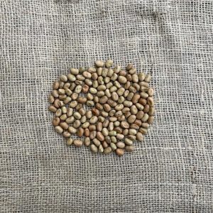 Veldbonen, Timpelsteed