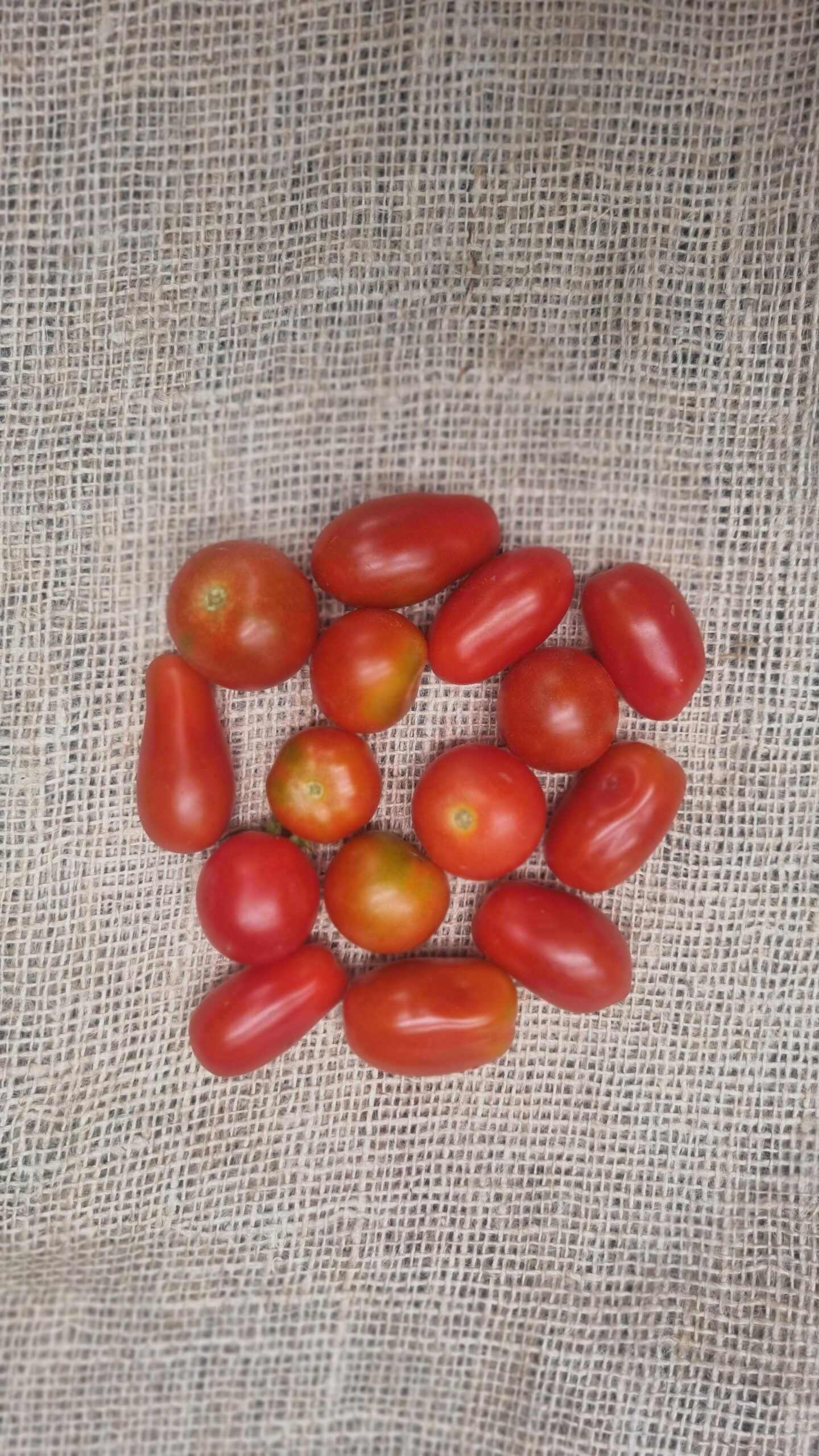 Tomaten, cherry/snoep Timpelsteed