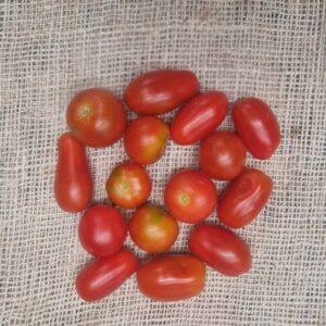 Tomaten, cherry/snoep Timpelsteed