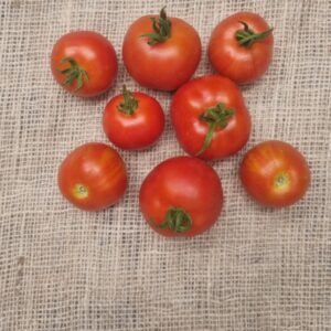 Tomaten Timpelsteed